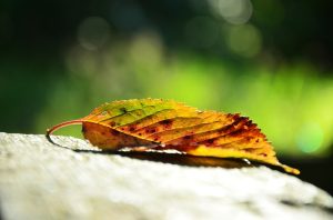 rachat credit meilleurs taux automne